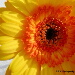 BetterPhoto Member