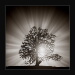 BetterPhoto Member