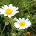 BetterPhoto Member