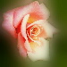 BetterPhoto Member