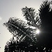 BetterPhoto Member