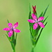 BetterPhoto Member