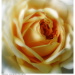 BetterPhoto Member