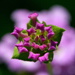 BetterPhoto Member