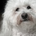 BetterPhoto Member