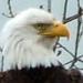 BetterPhoto Member