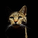 BetterPhoto Member