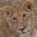 BetterPhoto Member