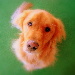 BetterPhoto Member