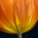 BetterPhoto Member