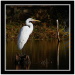 BetterPhoto Member