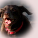 BetterPhoto Member