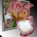 BetterPhoto Member