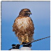 BetterPhoto Member