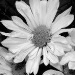 BetterPhoto Member