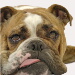 BetterPhoto Member