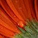 BetterPhoto Member