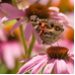 BetterPhoto Member