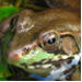 BetterPhoto Member