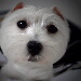 BetterPhoto Member