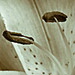 BetterPhoto Member