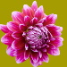 BetterPhoto Member