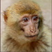 BetterPhoto Member