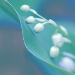 BetterPhoto Member