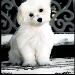 BetterPhoto Member