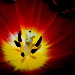 BetterPhoto Member