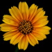 BetterPhoto Member