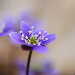 BetterPhoto Member
