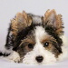 BetterPhoto Member