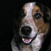 BetterPhoto Member