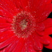 BetterPhoto Member