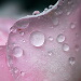 BetterPhoto Member