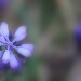 BetterPhoto Member