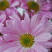 BetterPhoto Member
