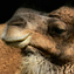 BetterPhoto Member