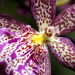 BetterPhoto Member