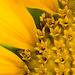 BetterPhoto Member