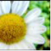 BetterPhoto Member