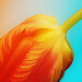 BetterPhoto Member