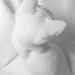 BetterPhoto Member