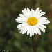 BetterPhoto Member