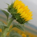 BetterPhoto Member