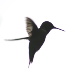 BetterPhoto Member