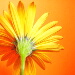 BetterPhoto Member