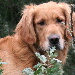BetterPhoto Member