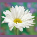 BetterPhoto Member